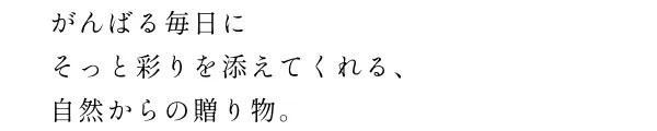 秋風に揺れる。コスモスたち。