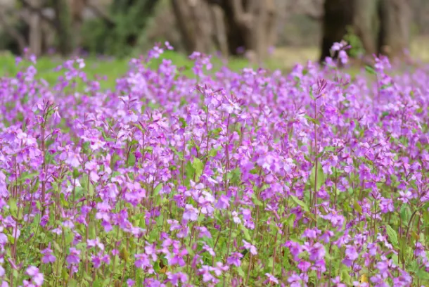 ムラサキハナナ