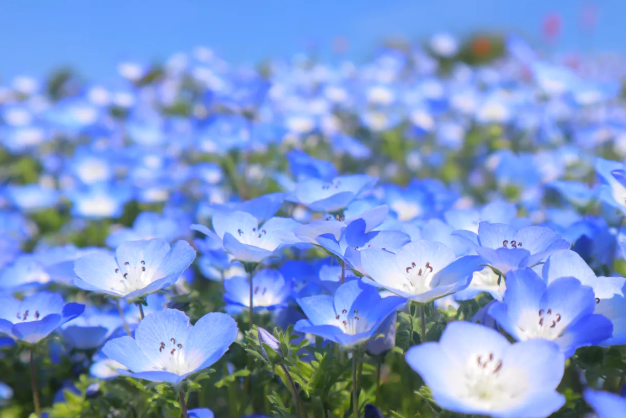 開園40周年記念花畑ネモフィラ