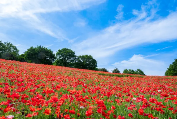 コスモス・センセーション