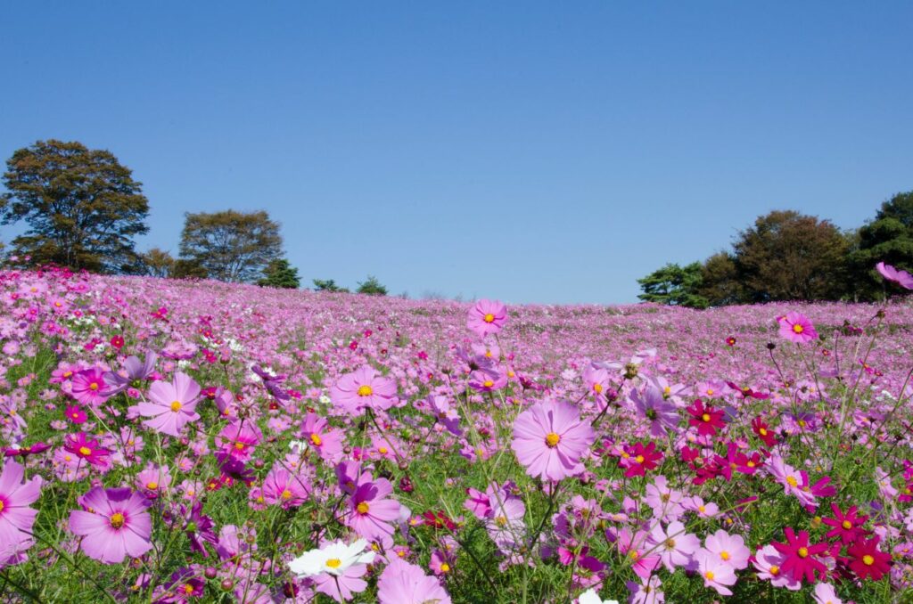 花の丘