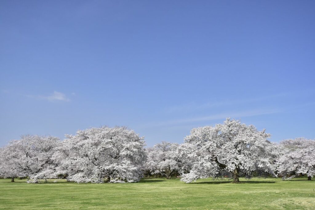 1.桜の園