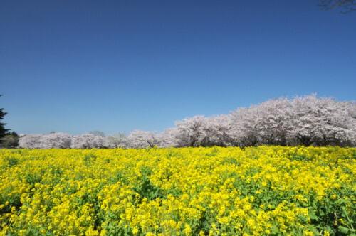 ナノハナ（花畑）