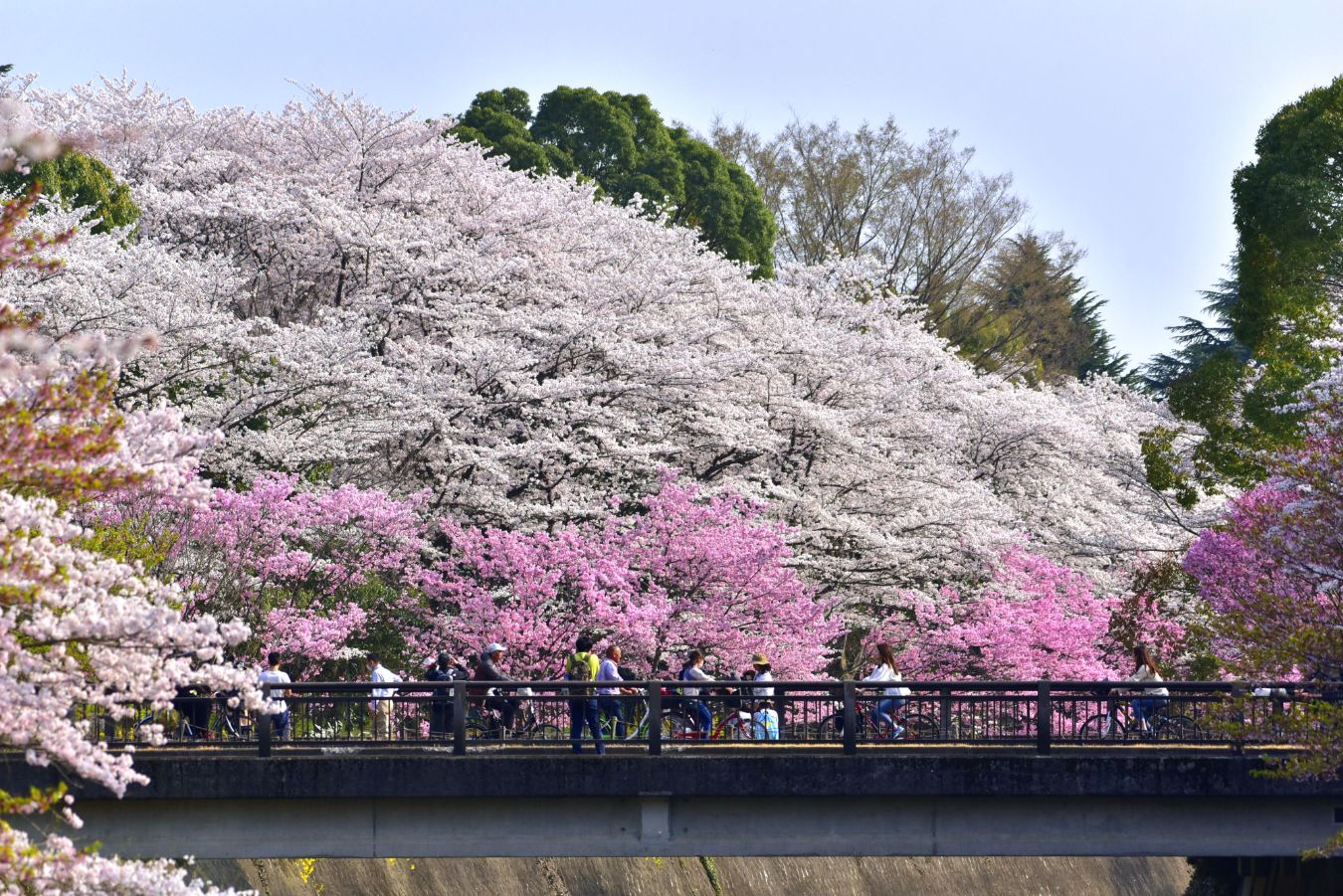 2.旧桜の園