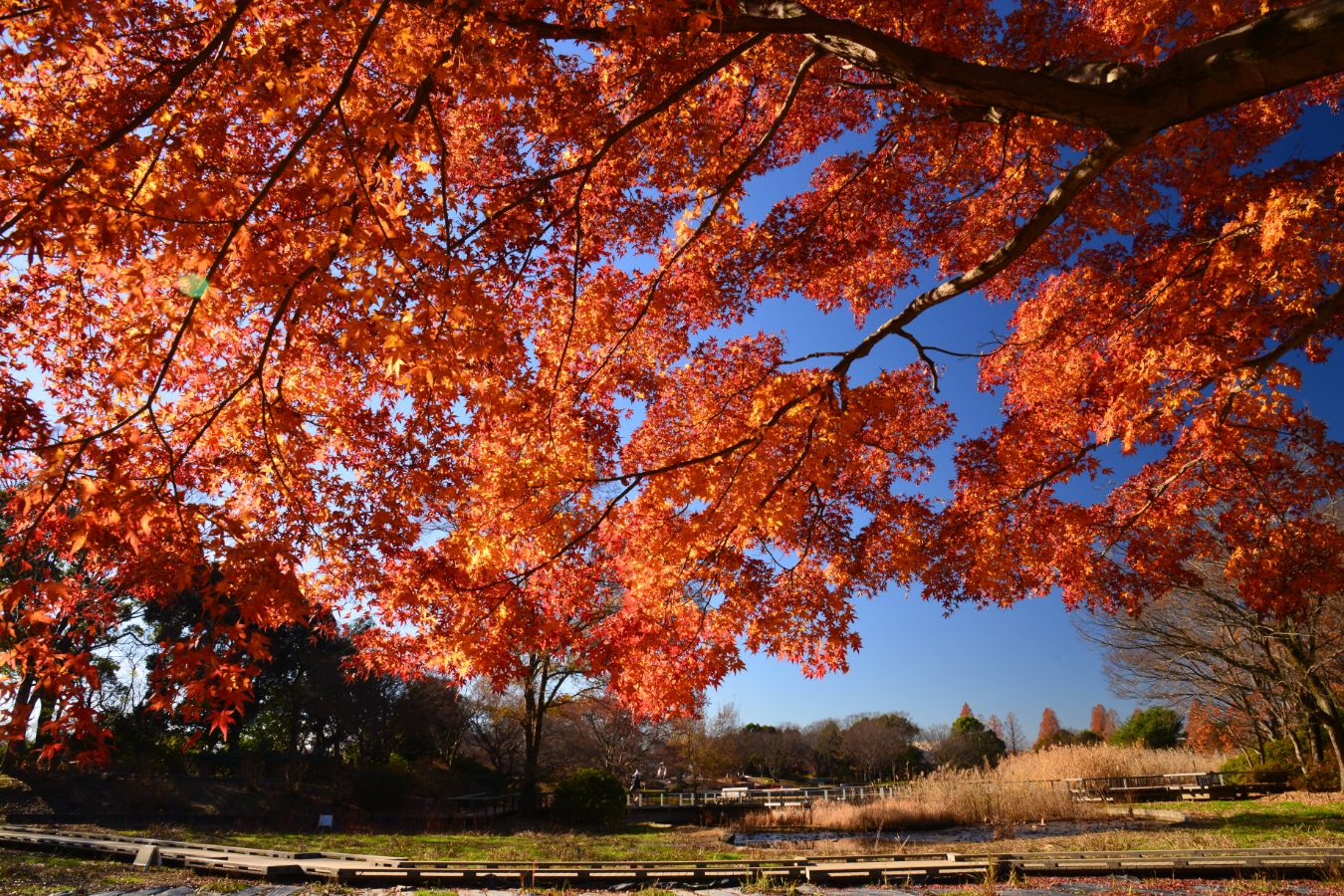 1.紅葉