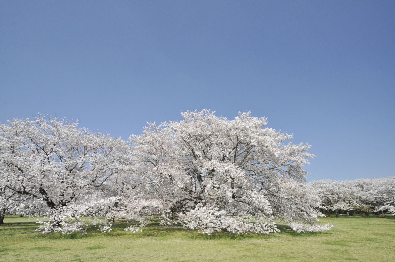 2.桜の園