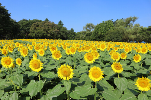 ヒマワリ（花畑）