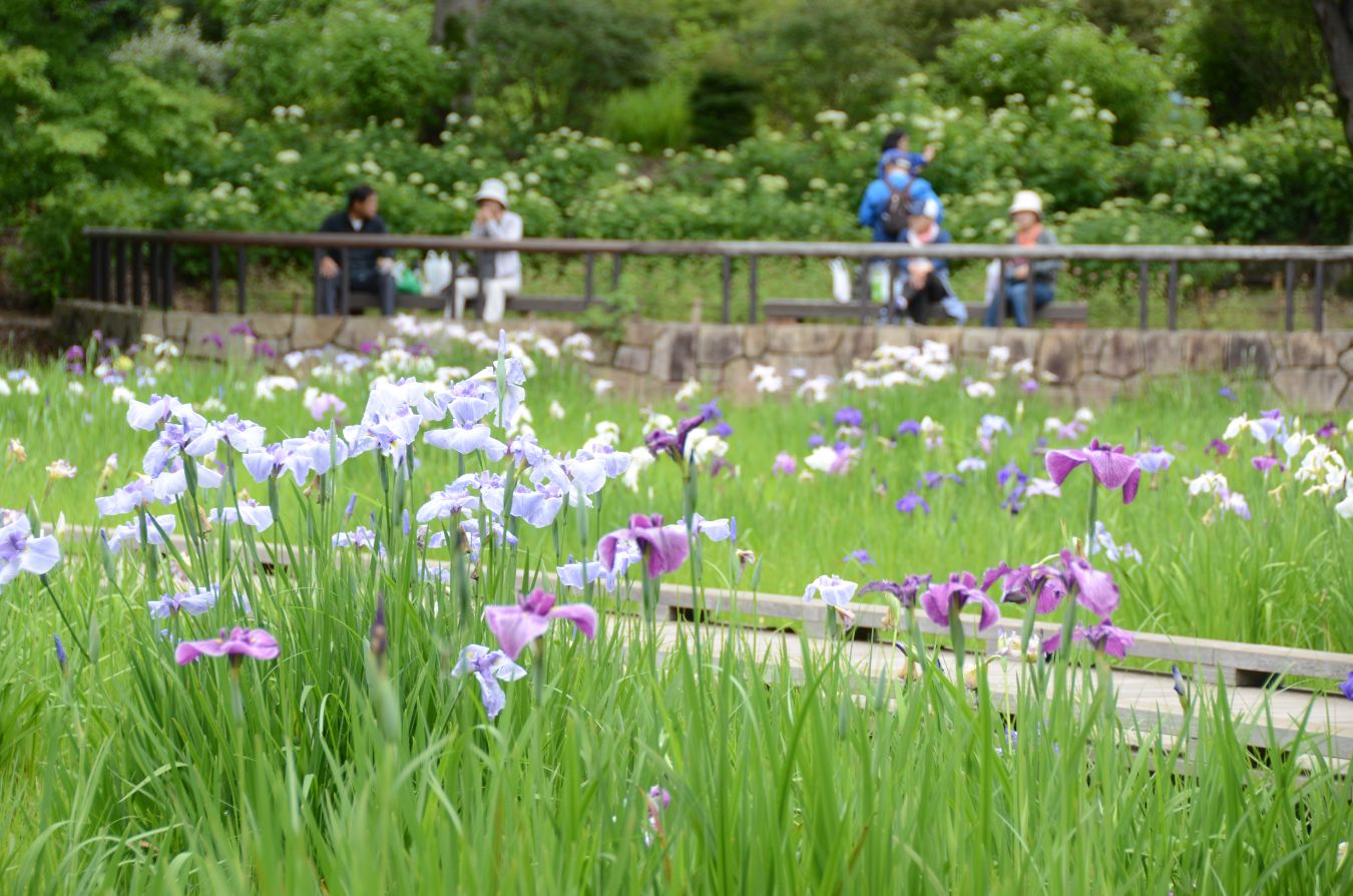 菖蒲田