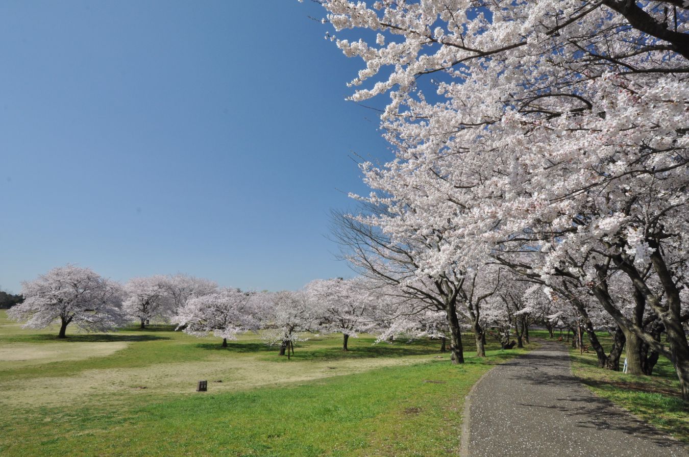 3.桜の園