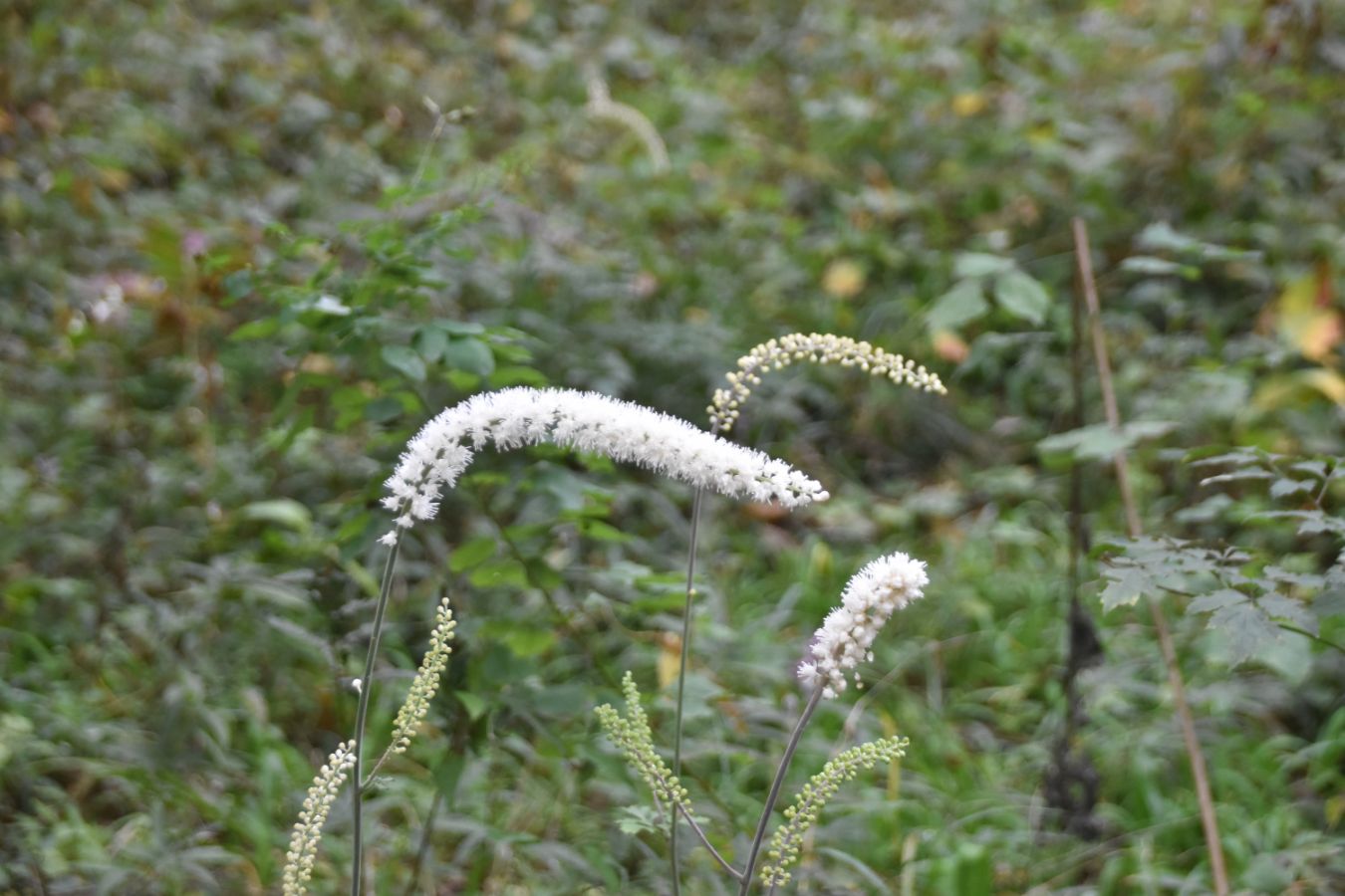 山野草サラシナショウマ