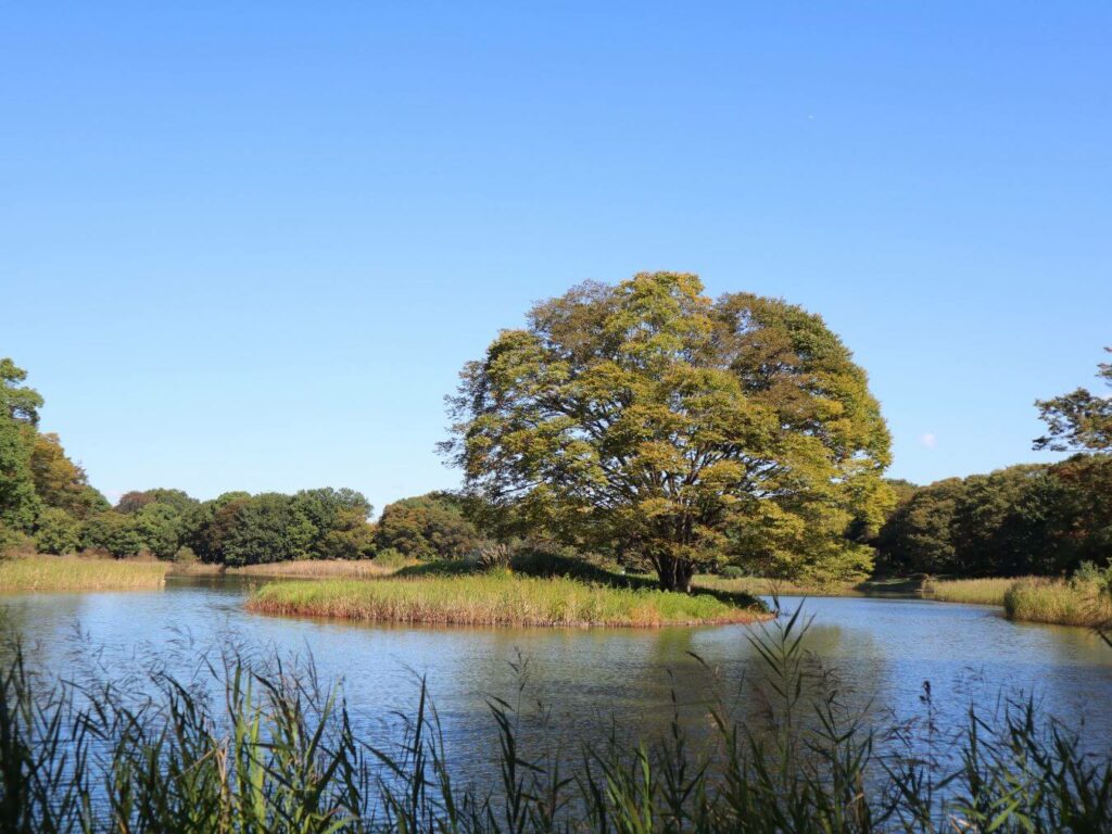 水鳥の池