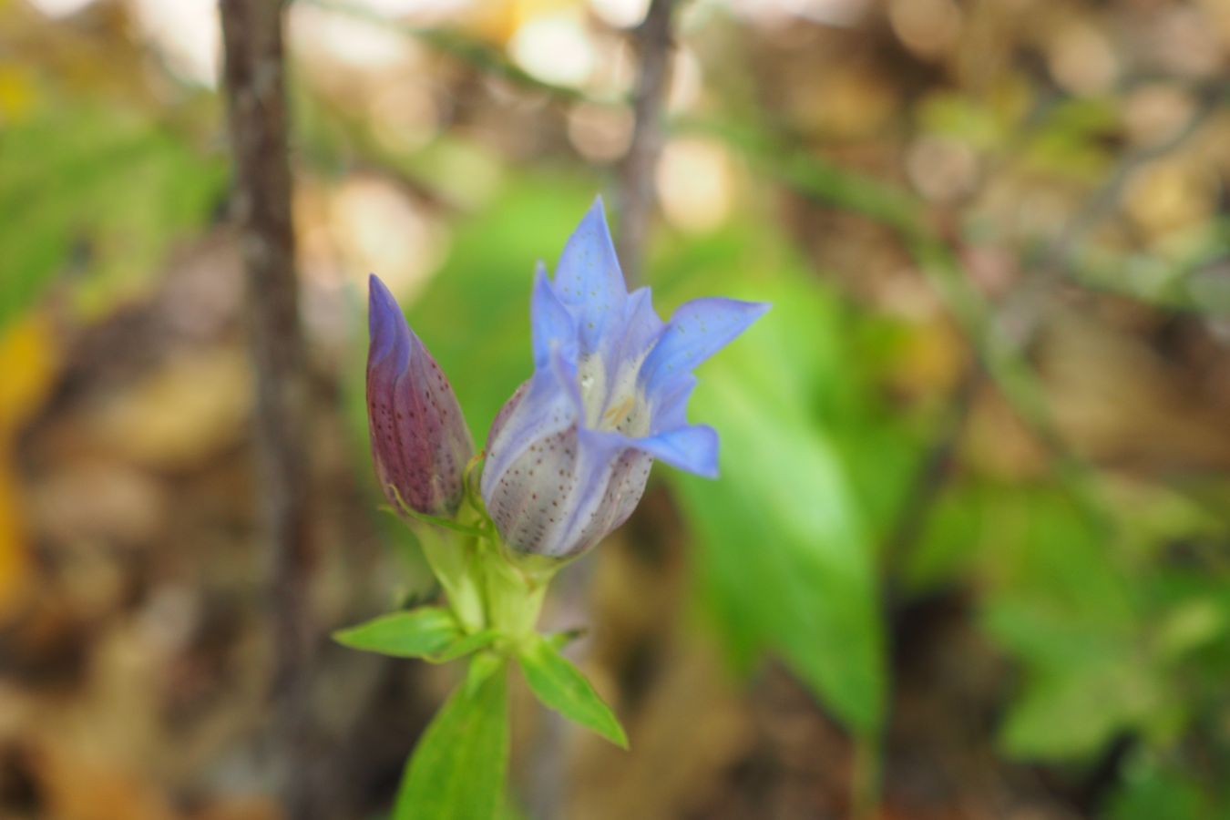 山野草リンドウ