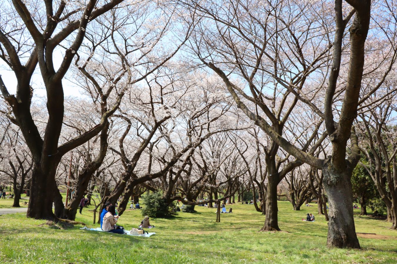 4.桜の園