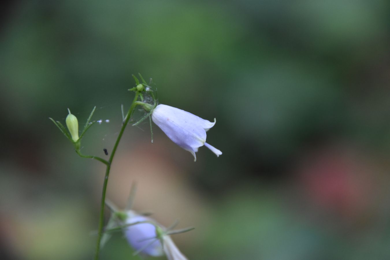 山野草ツリガネニンジン