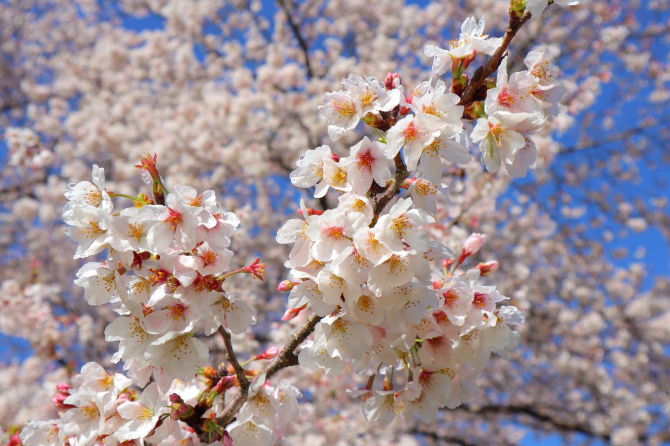 5.桜の園