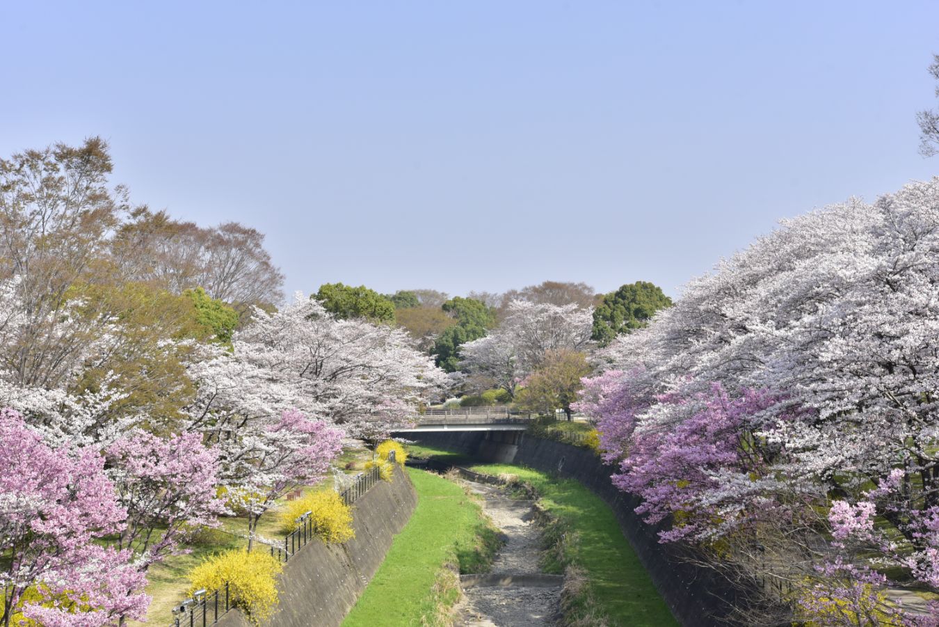 1.旧桜の園
