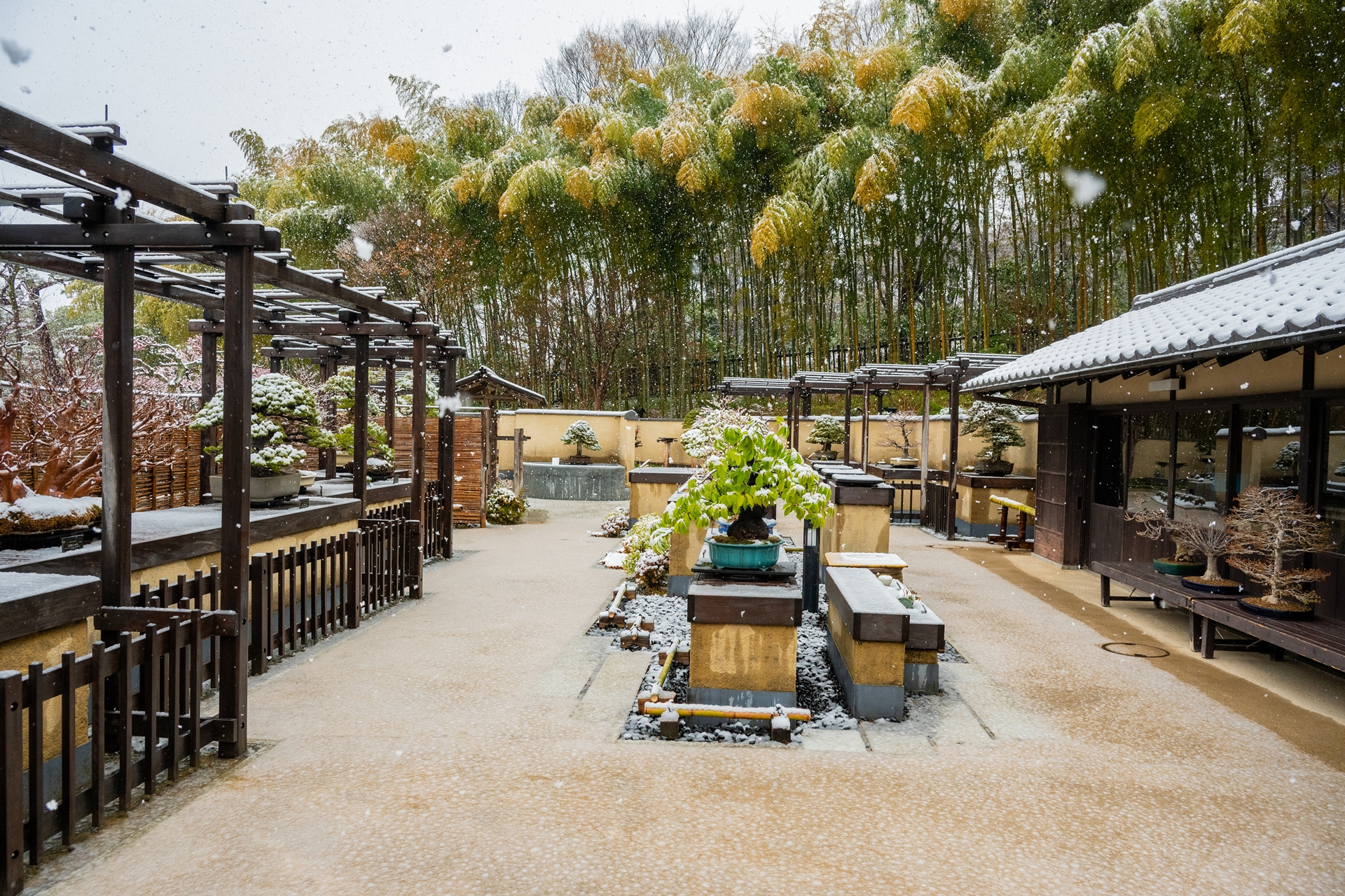 盆栽苑 – 国営昭和記念公園公式ホームページ