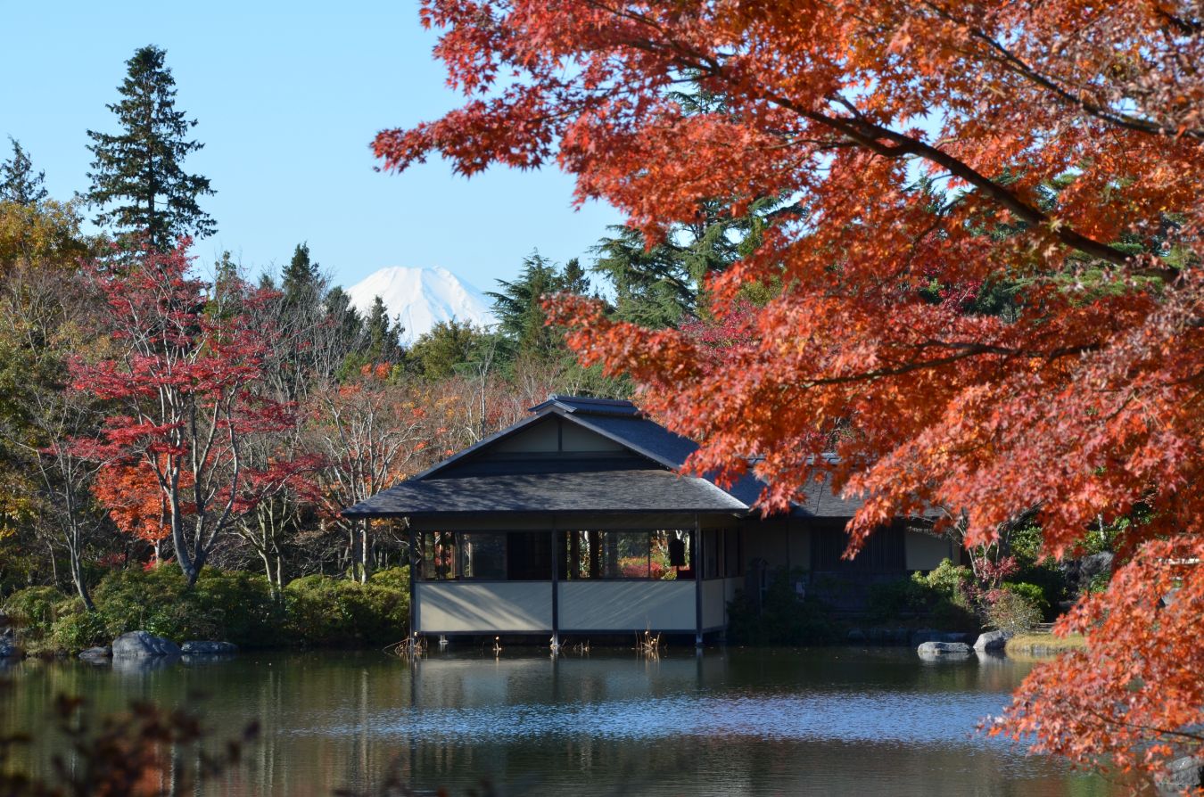 [東京景點] 2023 昭和紀念公園銀杏跟楓葉，門票票價、交通資訊與銀杏季、楓葉季跟聖誕節夜間點燈 @莉芙小姐愛旅遊