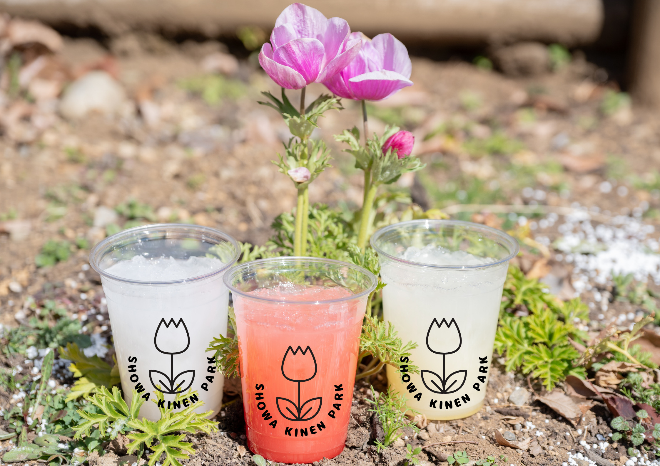 チューリップカラーをイメージしたカルピスドリンク