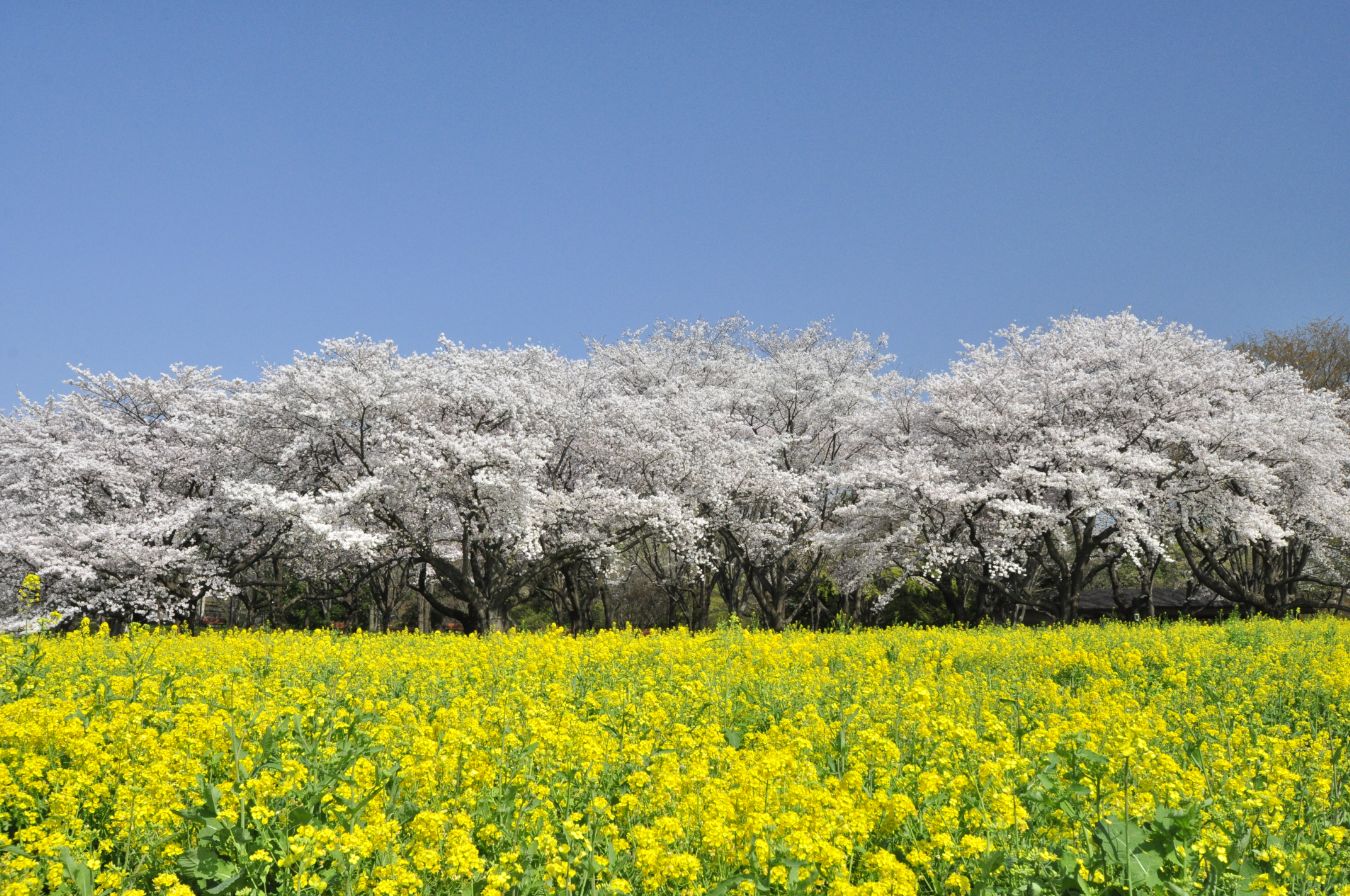 みんなの原っぱ