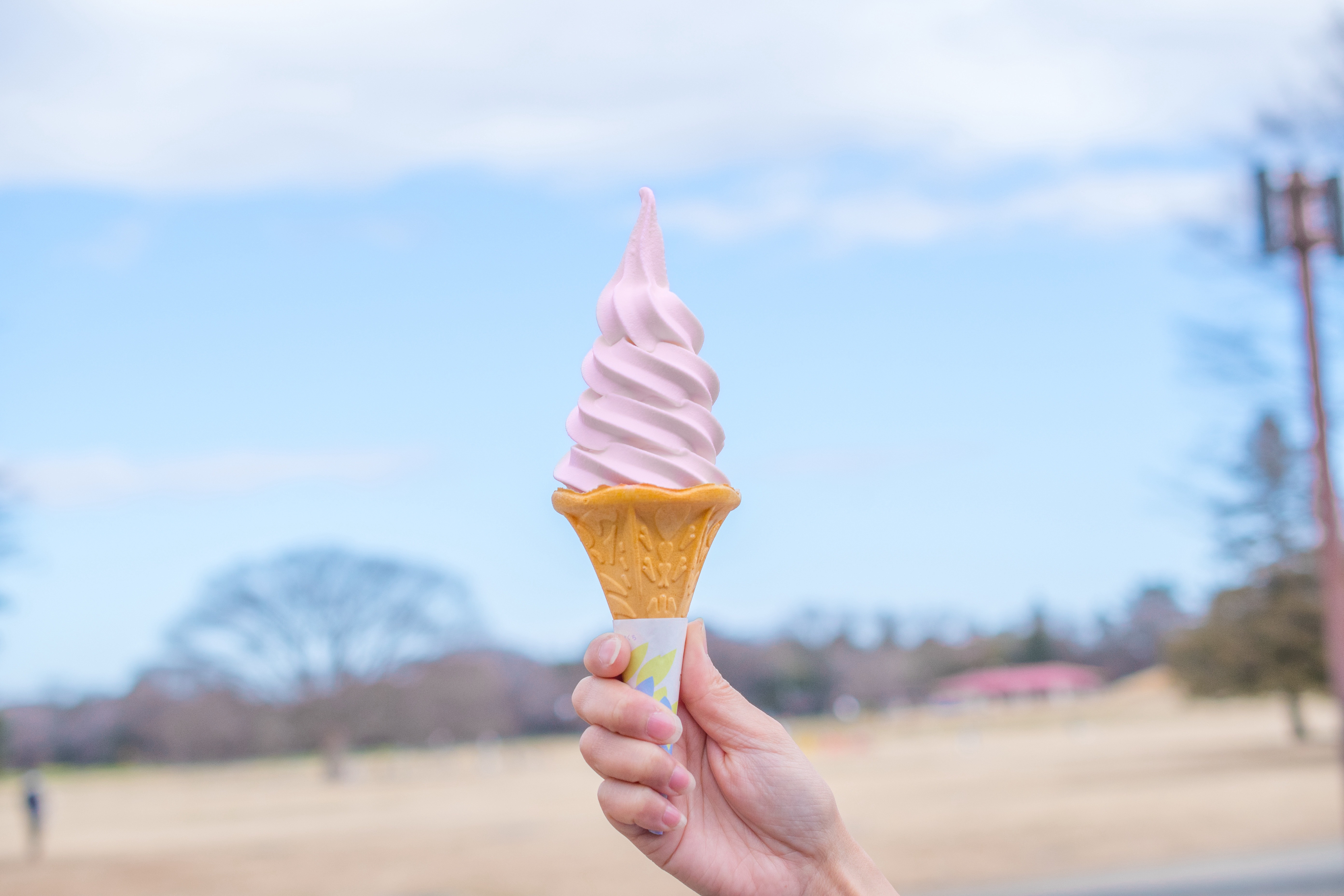 桜ソフトクリーム販売中
