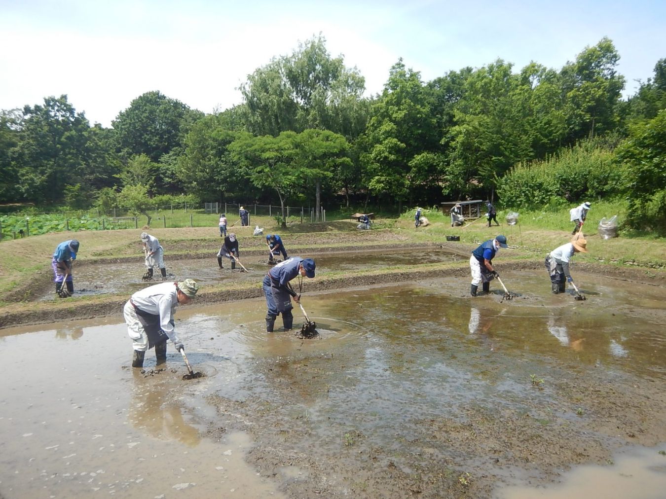 活動の様子 / 5月植え代かき