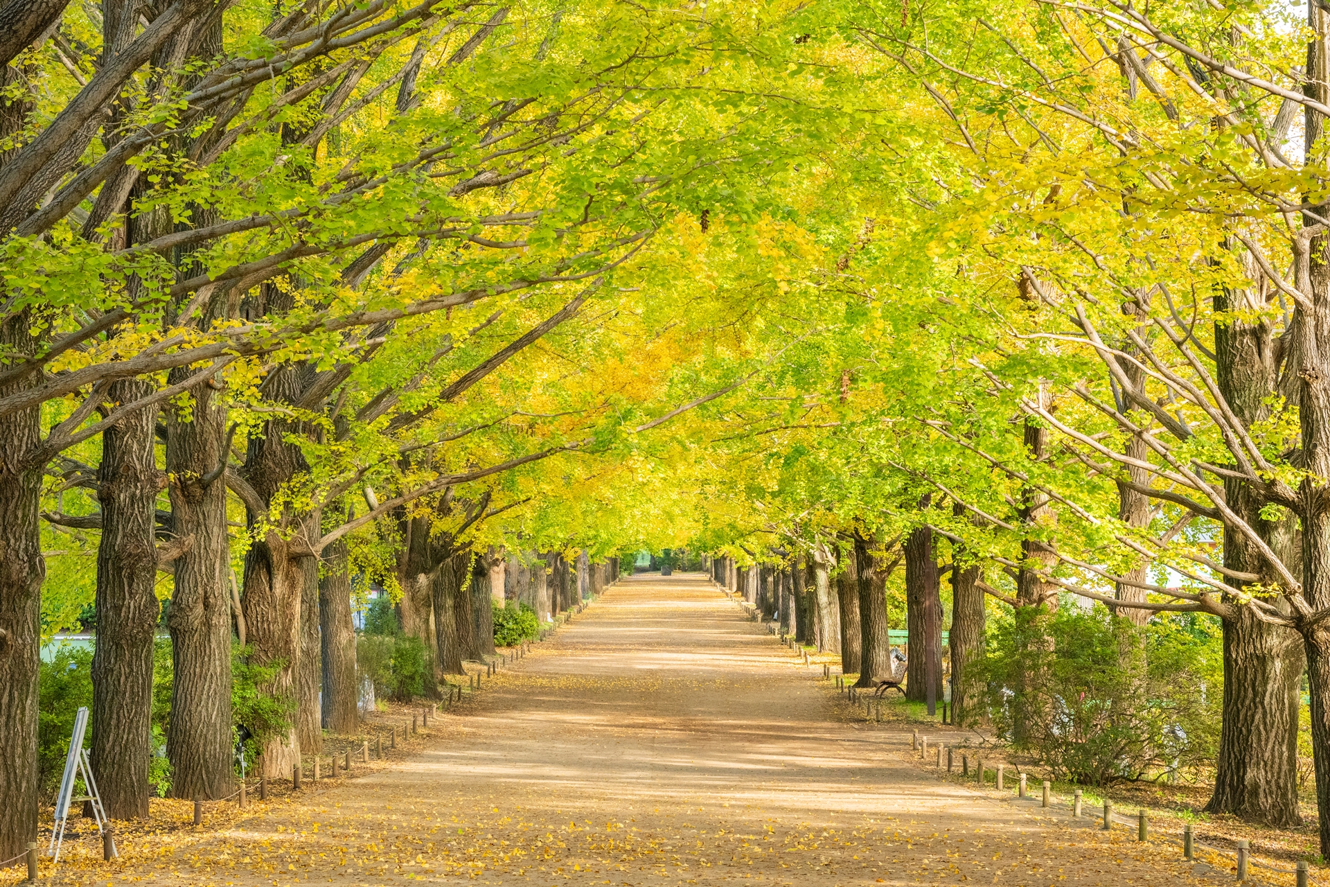 かたらいのイチョウ並木 – 国営昭和記念公園公式ホームページ