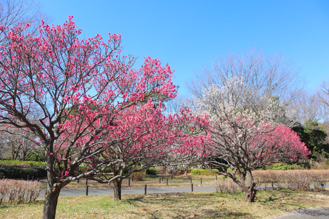 1.梅林