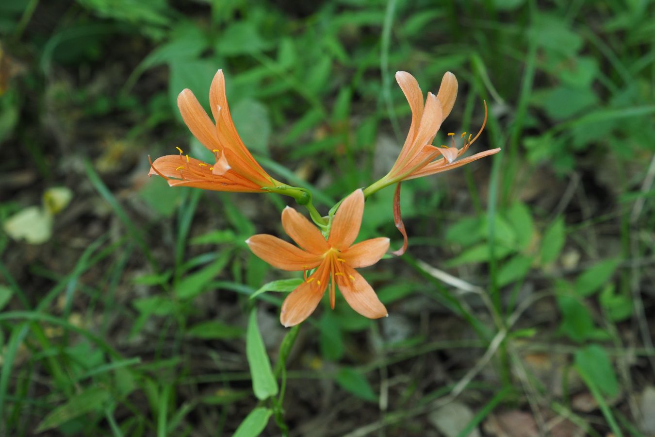 山野草キツネノカミソリ