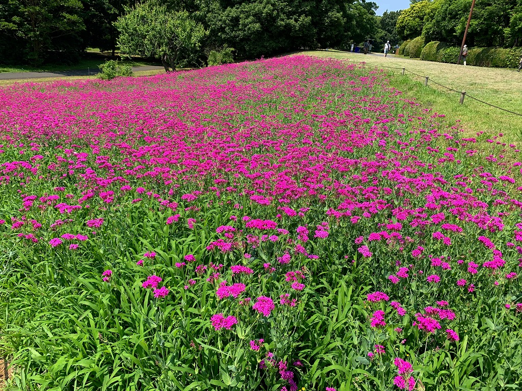 開花情報（6/10） – 国営昭和記念公園公式ホームページ