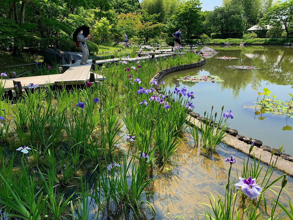 開花情報（6/10） – 国営昭和記念公園公式ホームページ