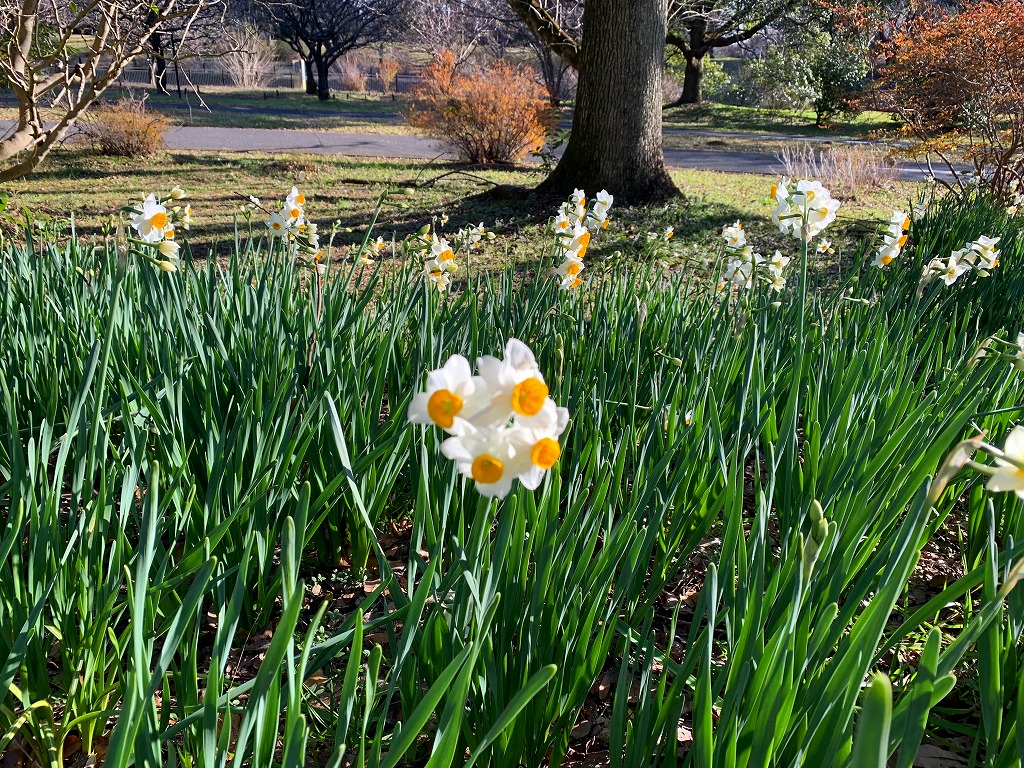 開花情報（12/23） – 国営昭和記念公園公式ホームページ