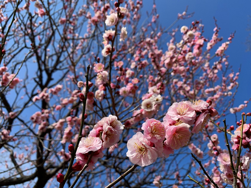 開花情報（3/10） – 国営昭和記念公園公式ホームページ