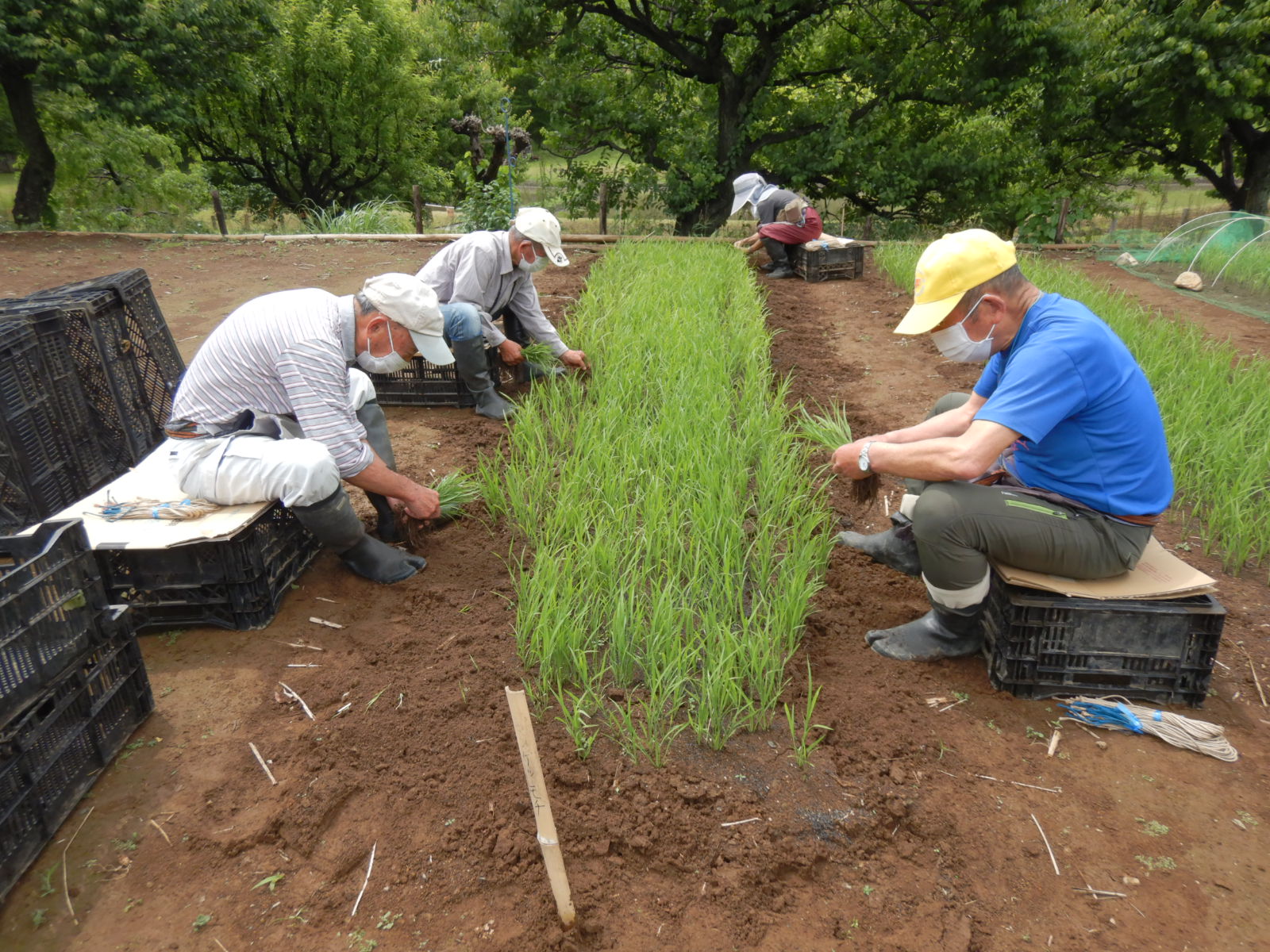 里だより【5月28日】 – 国営昭和記念公園公式ホームページ