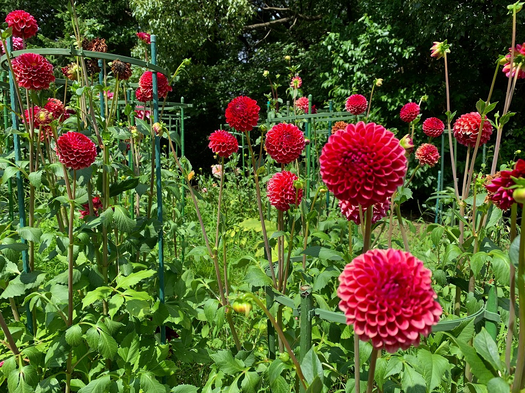 開花情報 7 28 国営昭和記念公園公式ホームページ