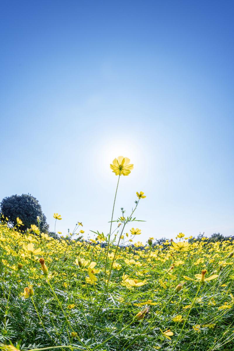 コスモスまつり22 国営昭和記念公園公式ホームページ