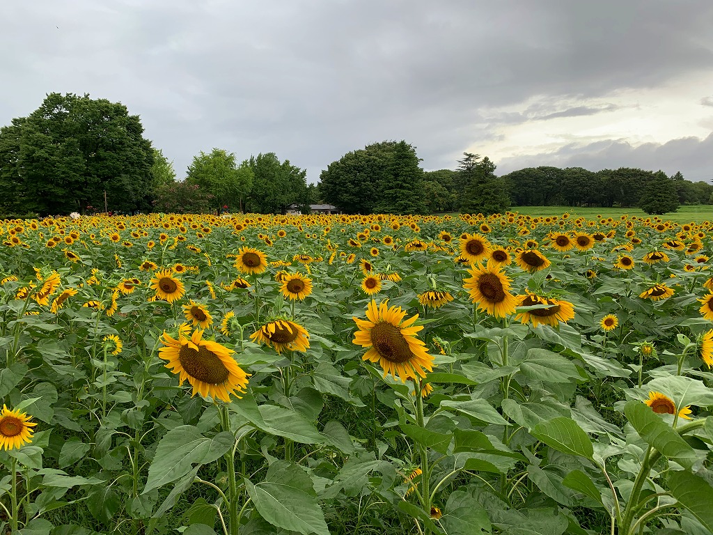 ヒマワリ開花情報（8/14） – 国営昭和記念公園公式ホームページ