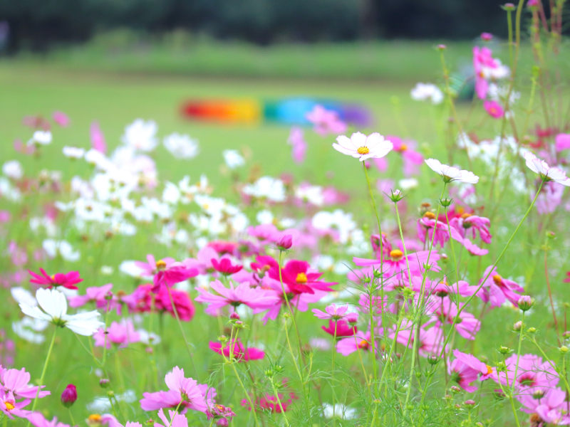 コスモスまつり22 国営昭和記念公園公式ホームページ