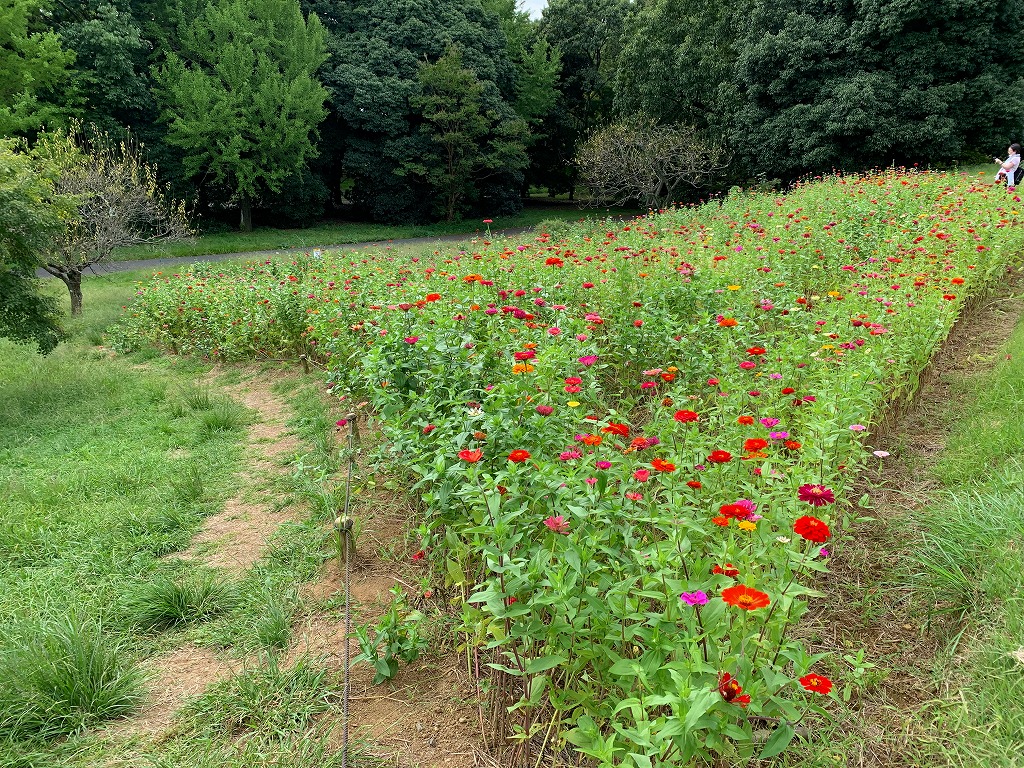 開花情報（9/29） – 国営昭和記念公園公式ホームページ