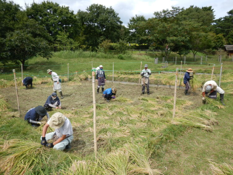 生物学『木船木材蝕害とその防除』岡田要編 日本学術振興会 補足