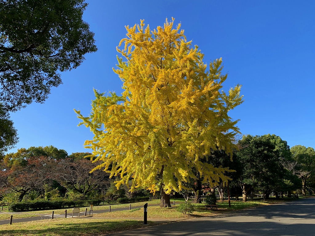 園内紅葉情報（11/3） – 国営昭和記念公園公式ホームページ