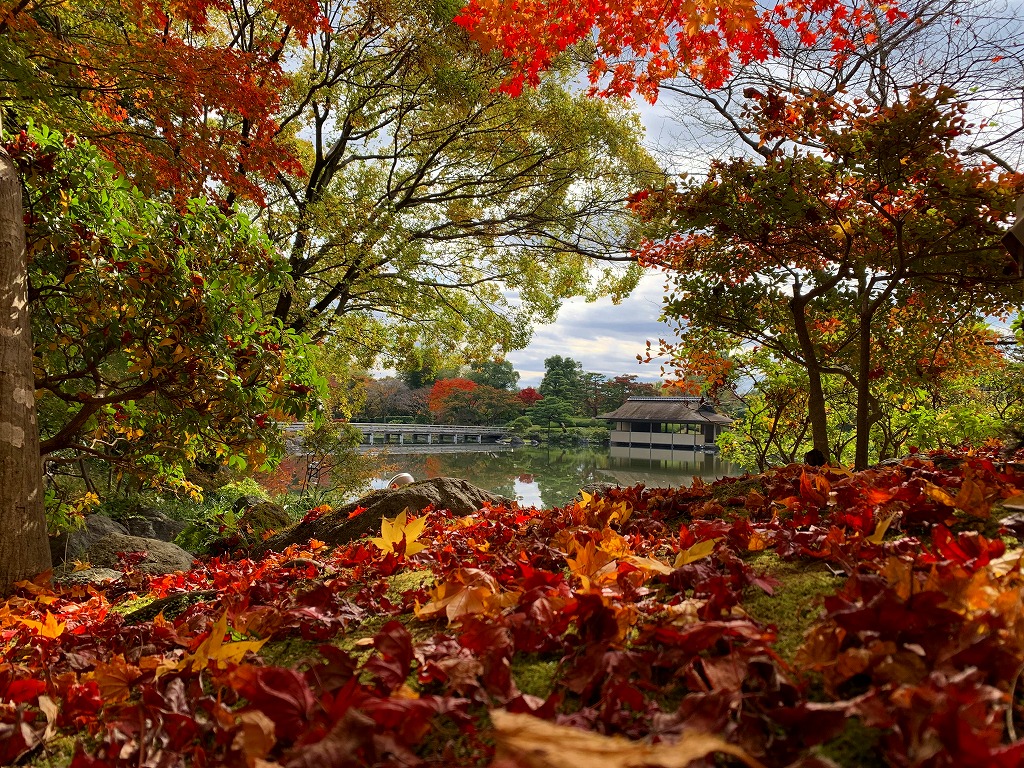 園内紅葉情報（11/5） – 国営昭和記念公園公式ホームページ