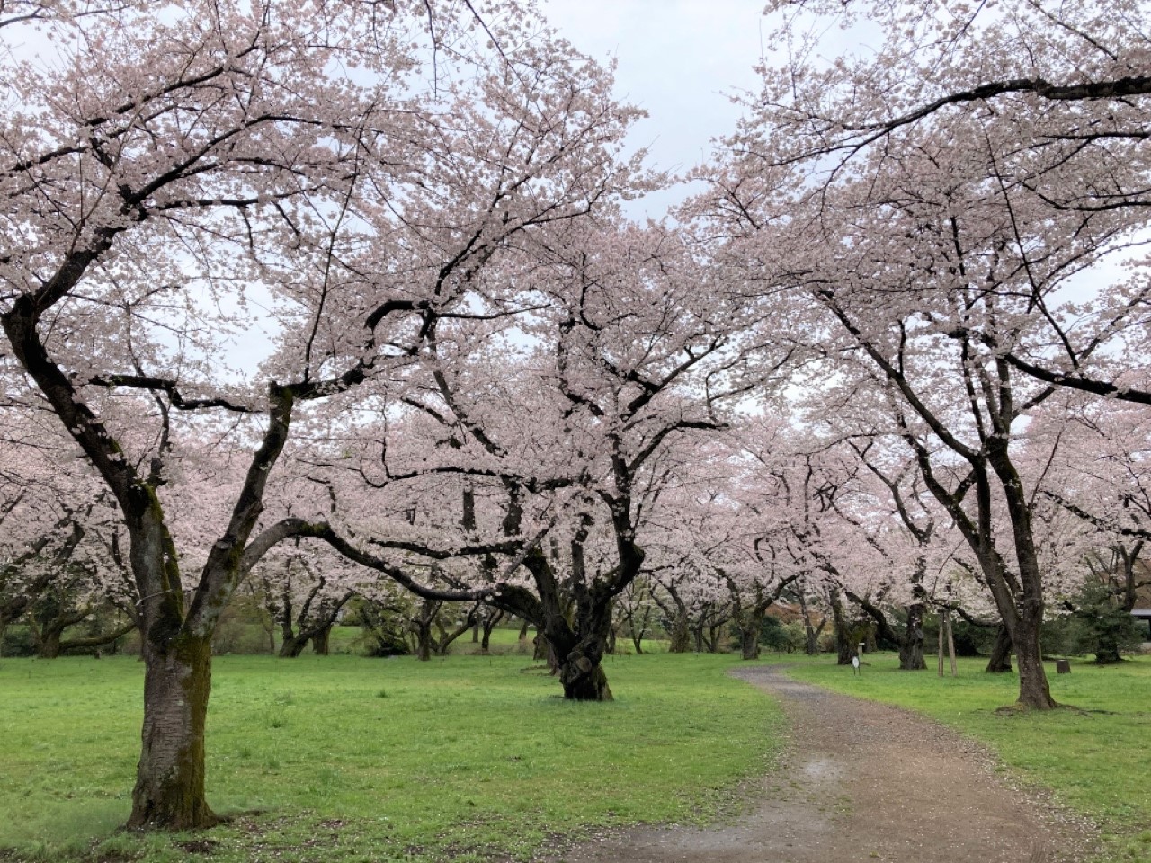 サクラ開花情報（3月28日） – 国営昭和記念公園公式ホームページ