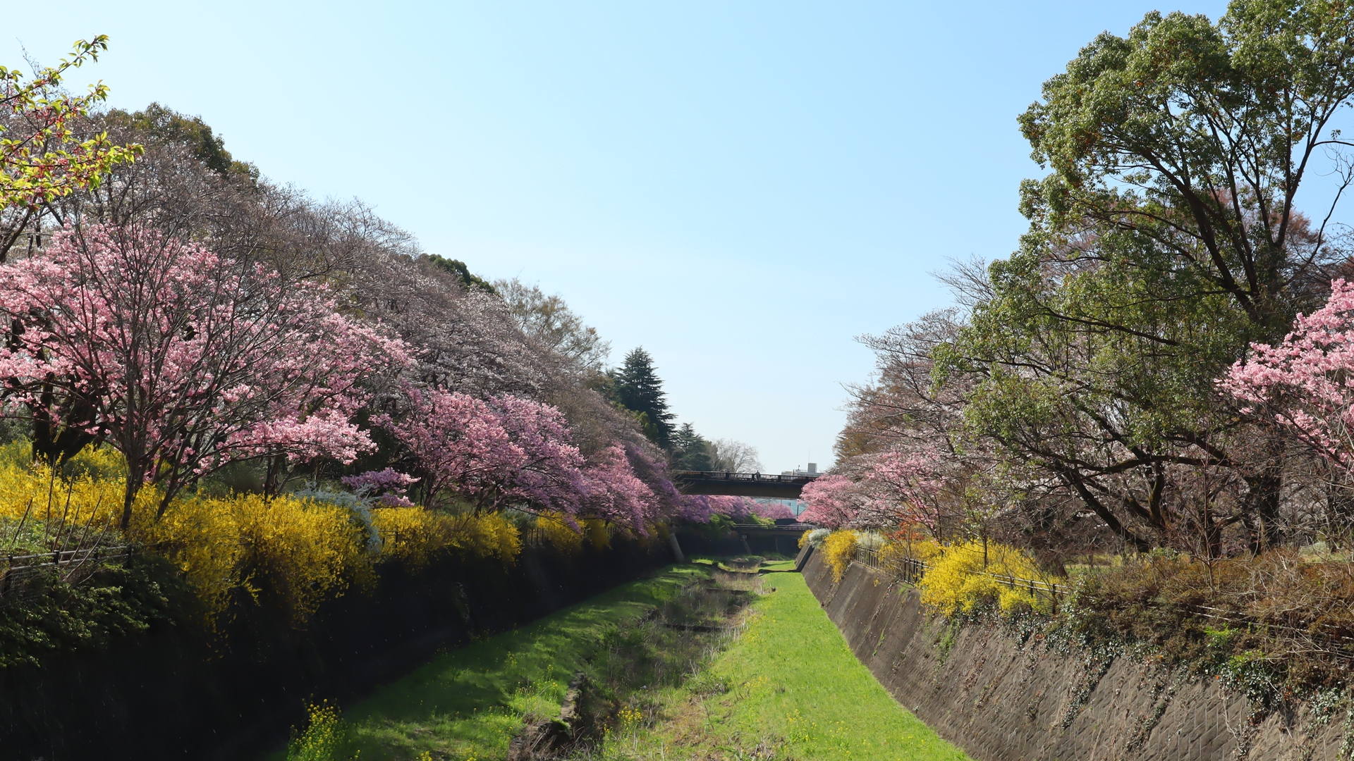 IMG_4810 国営昭和記念公園公式ホームページ