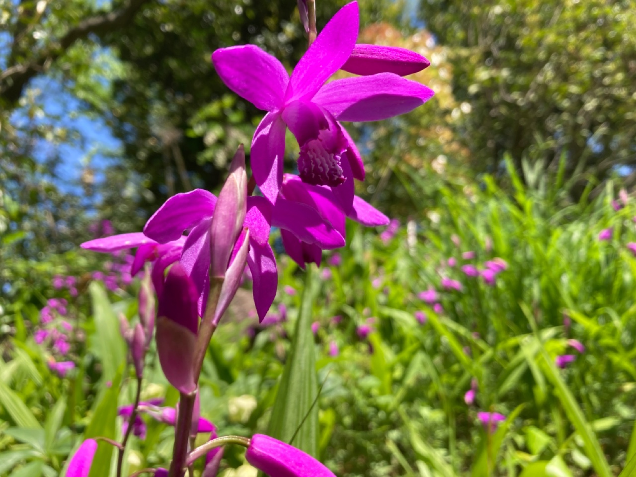 開花情報（4月27日） – 国営昭和記念公園公式ホームページ