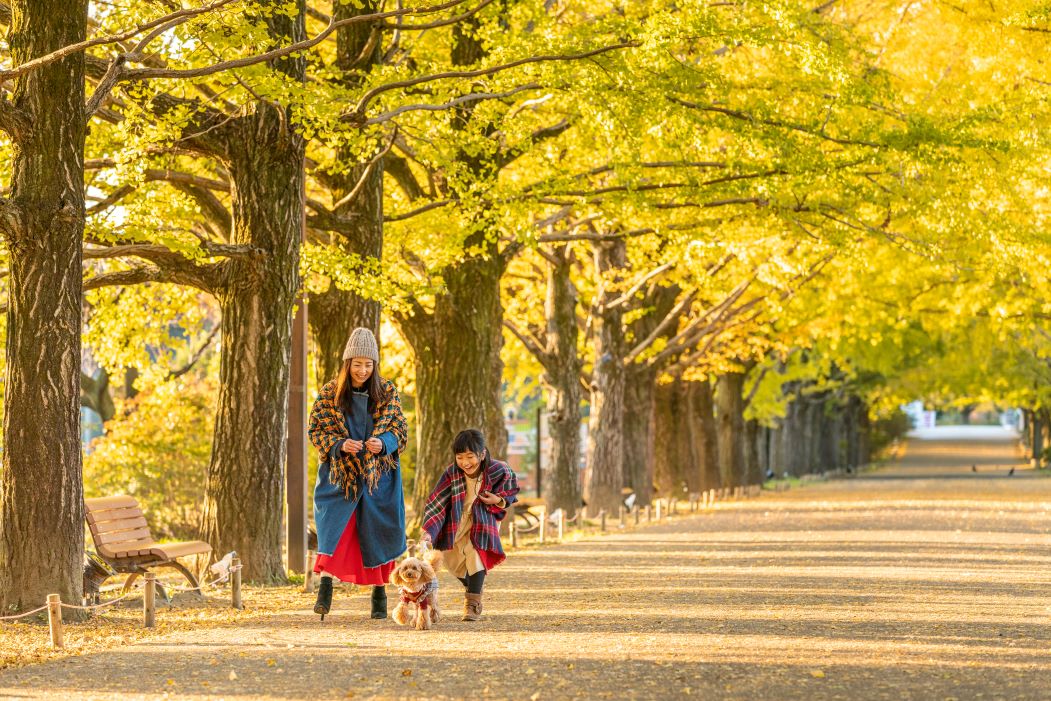 [東京景點] 2023 昭和紀念公園銀杏跟楓葉，門票票價、交通資訊與銀杏季、楓葉季跟聖誕節夜間點燈 @莉芙小姐愛旅遊