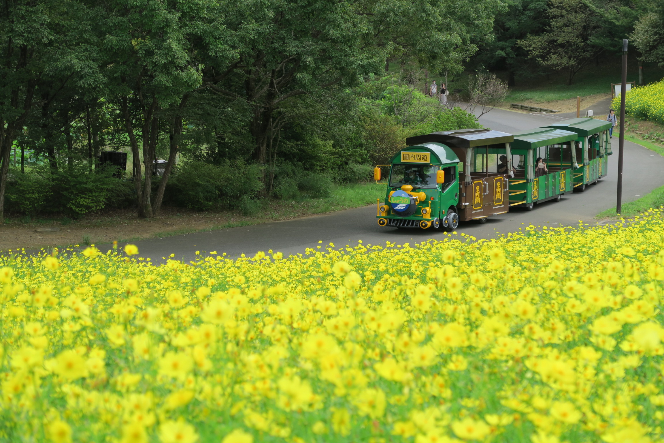 花畑開花情報（9月21日） – 国営昭和記念公園公式ホームページ