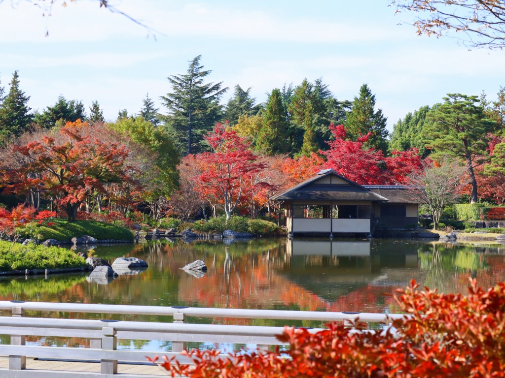 モミジ類（紅葉）