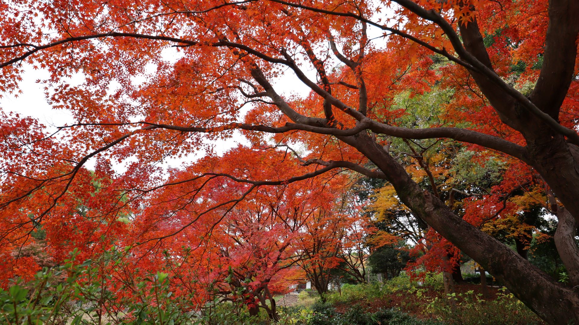 昭和記念公園