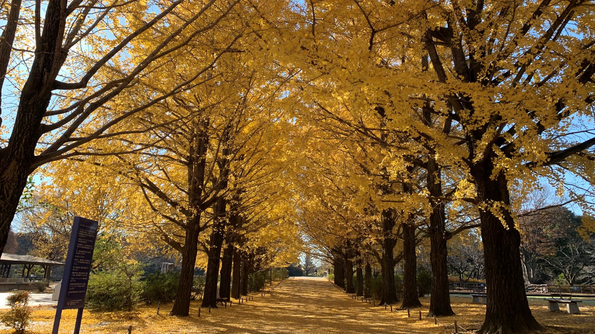 昭和記念公園